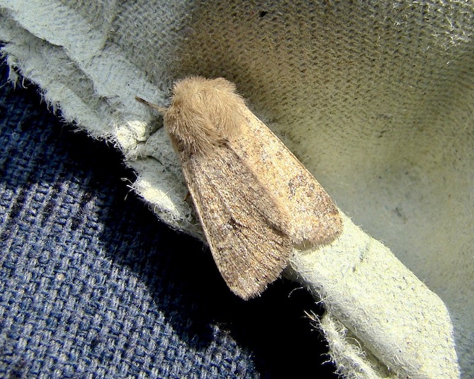 small quaker